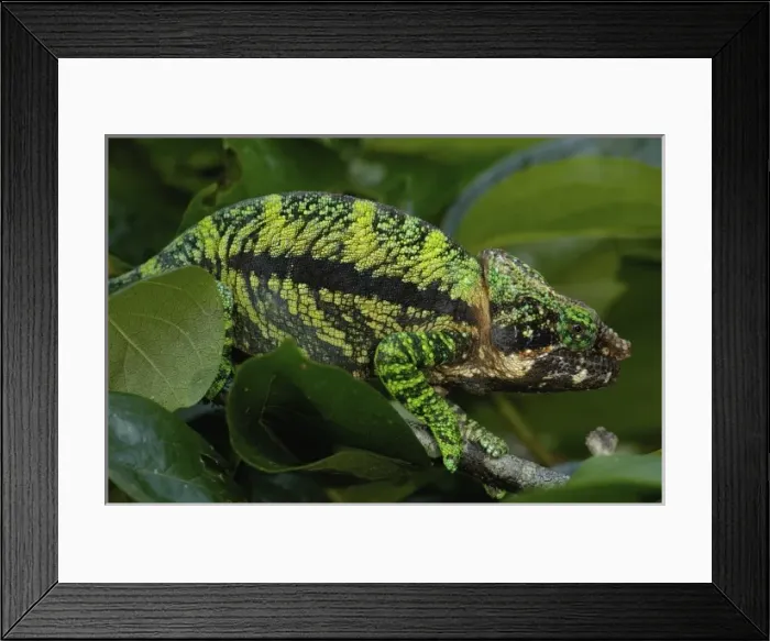 Framed Print : Globular chameleon (Calumma globifer) eastern forest within the Anjozorabo corridor Framed Print : Globular chameleon (Calumma globifer) eastern forest within the Anjozorabo corridor