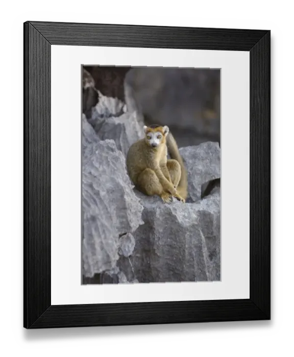 Framed Print : Crowned Lemur (Eulemur coronatus) male on tsingy. Tsingy is limestone Framed Print : Crowned Lemur (Eulemur coronatus) male on tsingy. Tsingy is limestone