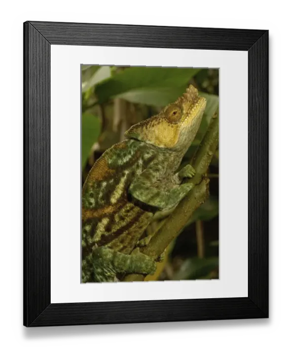 Framed Print : Africa, Madagascar Framed Print : Africa, Madagascar
