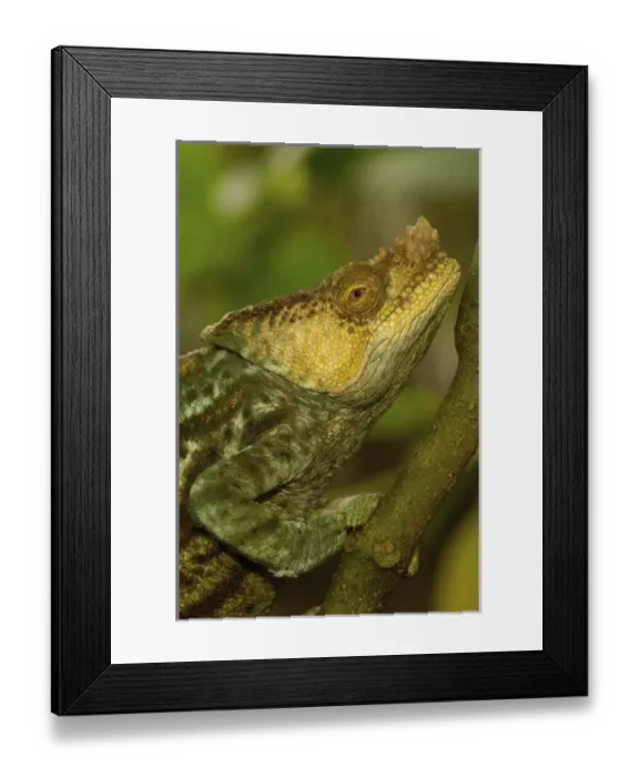 Framed Print : Africa, Madagascar Framed Print : Africa, Madagascar