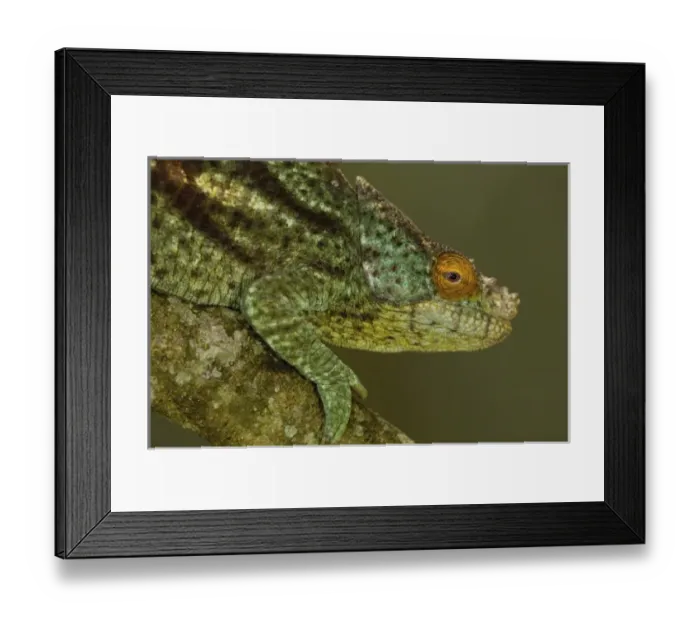 Framed Print : Parsons chameleon (Calumma parsonii parsonii) eastern rain forests from Ranomafana Framed Print : Parsons chameleon (Calumma parsonii parsonii) eastern rain forests from Ranomafana