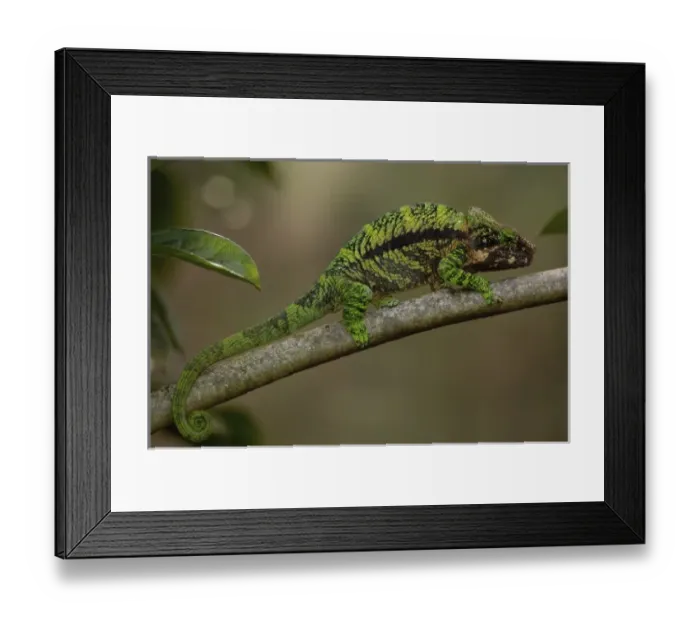Framed Print : Africa, Madagascar Framed Print : Africa, Madagascar