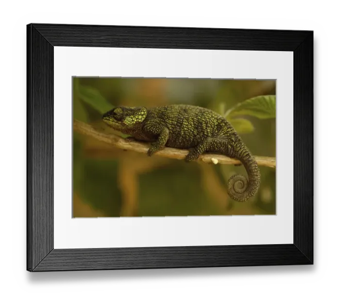 Framed Print : True Chameleon (Calumma hilleniusi). Madagascar, Africa