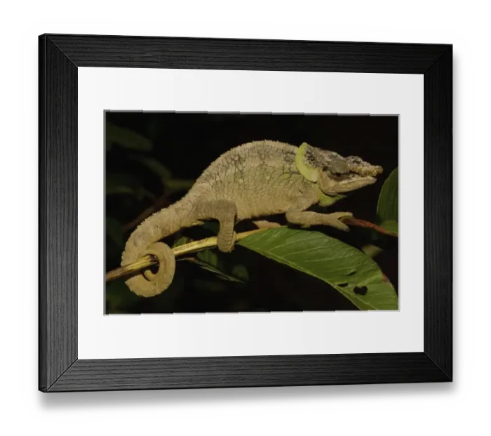 Framed Print : Africa, Madagascar Framed Print : Africa, Madagascar