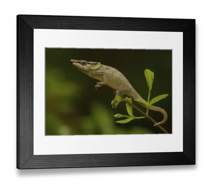 Framed Print : Africa, Madagascar Framed Print : Africa, Madagascar