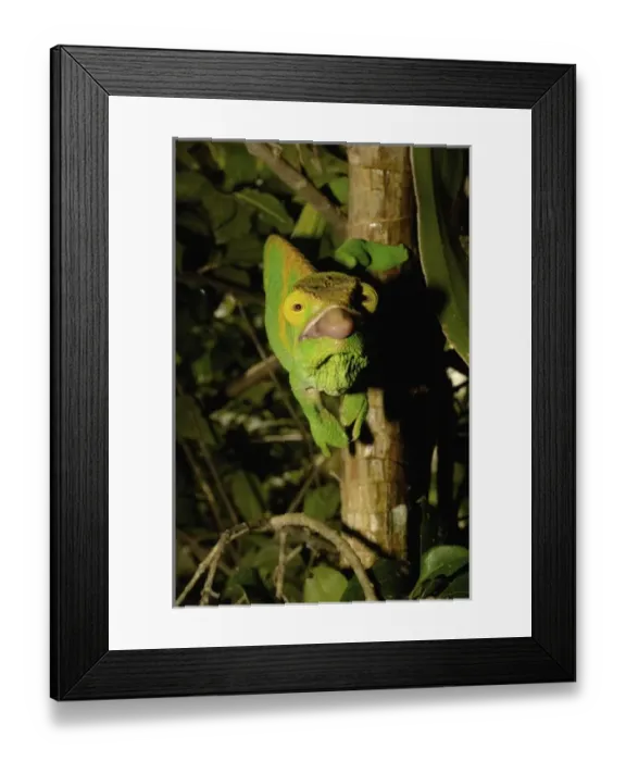 Framed Print : Africa, Madagascar Framed Print : Africa, Madagascar