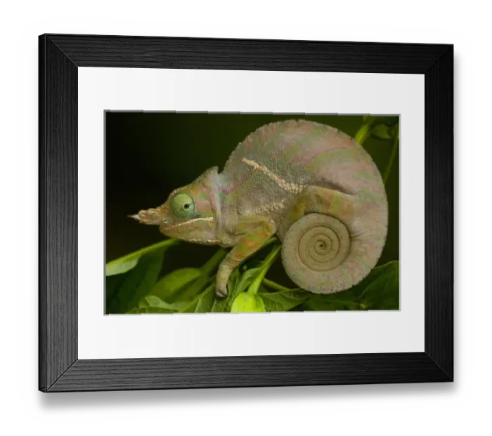 Framed Print : Africa, Madagascar Framed Print : Africa, Madagascar