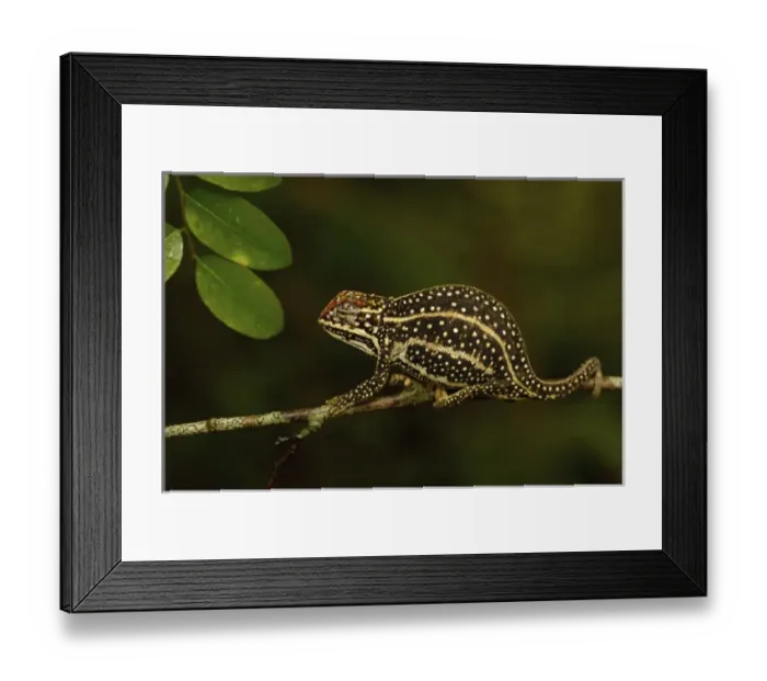 Framed Print : Africa, Madagascar Framed Print : Africa, Madagascar