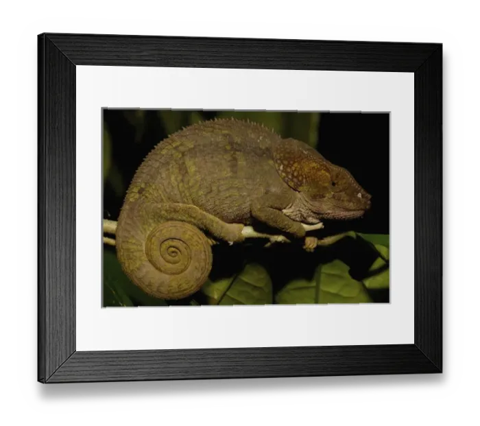 Framed Print : Short-horned Chameleon (Calumma brevicornis). Madagascar, Africa Framed Print : Short-horned Chameleon (Calumma brevicornis). Madagascar, Africa