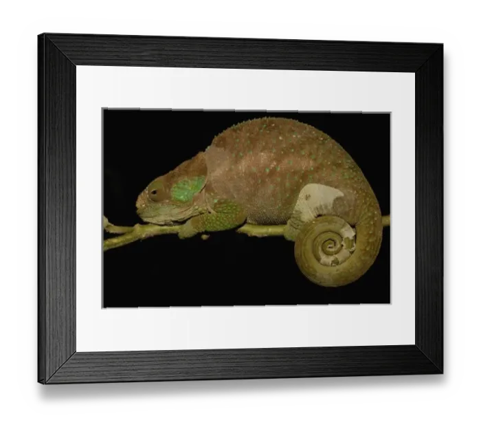 Framed Print : Hilleniusi chameleon (Calumma hilleniusi) FORMALLY SUB-SPECIES OF CALUMMA BREVICORNIS Framed Print : Hilleniusi chameleon (Calumma hilleniusi) FORMALLY SUB-SPECIES OF CALUMMA BREVICORNIS