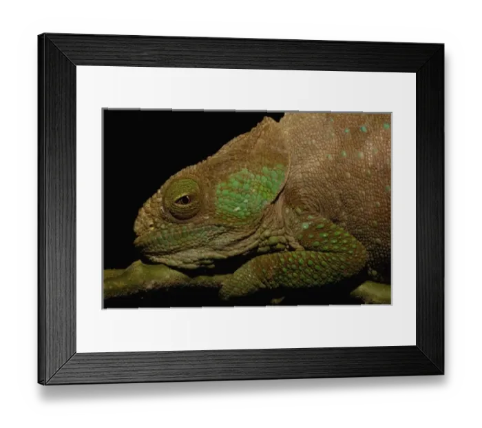 Framed Print : Hilleniusi chameleon (Calumma hilleniusi) FORMALLY SUB-SPECIES OF CALUMMA BREVICORNIS Framed Print : Hilleniusi chameleon (Calumma hilleniusi) FORMALLY SUB-SPECIES OF CALUMMA BREVICORNIS