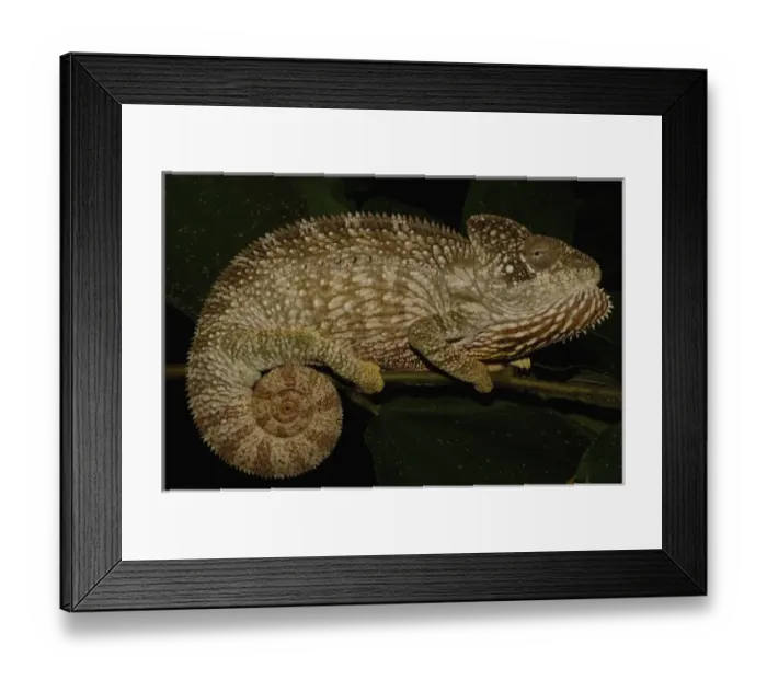Framed Print : Oustaleti chameleon (Furcifer oustaleti) Loky-Manambato - Daraina. Northern MADAGASCAR Framed Print : Oustaleti chameleon (Furcifer oustaleti) Loky-Manambato - Daraina. Northern MADAGASCAR