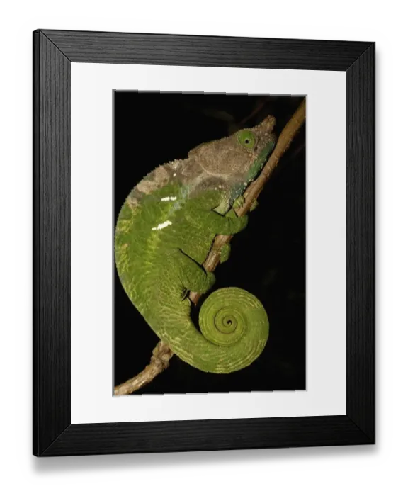 Framed Print : Africa, Madagascar Framed Print : Africa, Madagascar