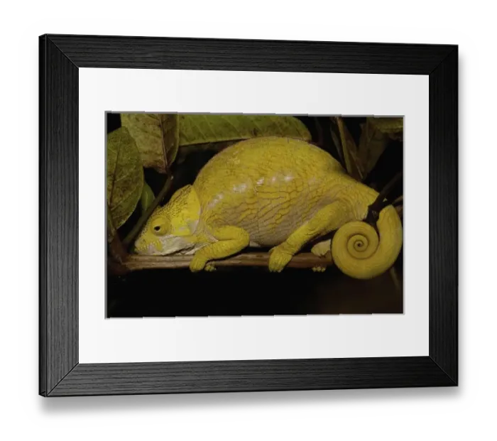 Framed Print : Africa, Madagascar Framed Print : Africa, Madagascar