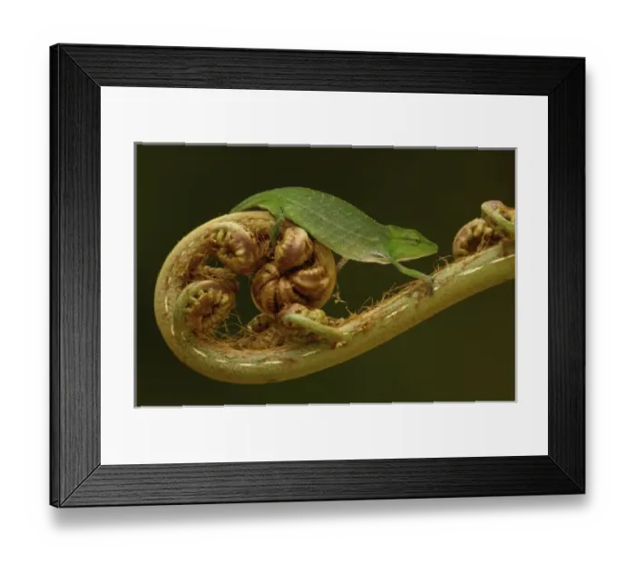 Framed Print : Africa, Madagascar