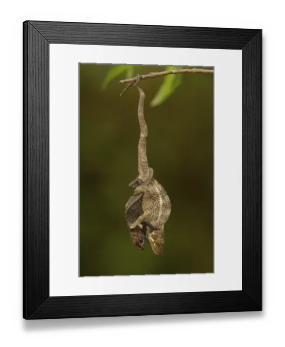 Framed Print : Africa, Madagascar Framed Print : Africa, Madagascar