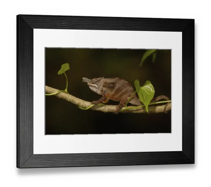 Framed Print : Africa, Madagascar Framed Print : Africa, Madagascar