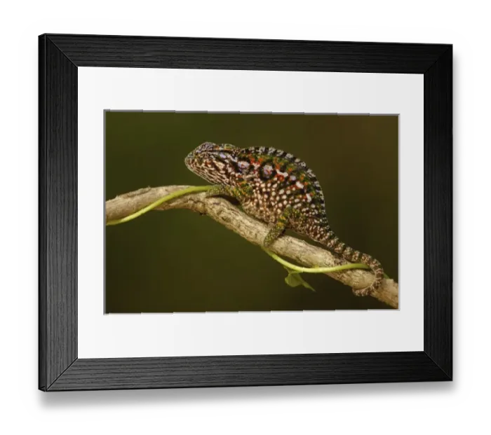 Framed Print : Africa, Madagascar Framed Print : Africa, Madagascar