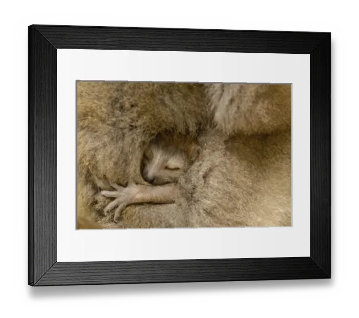 Framed Print : Africa, Madagascar Framed Print : Africa, Madagascar