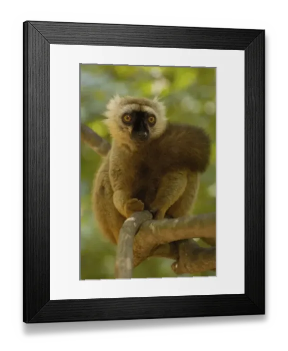 Framed Print : Africa, Madagascar Framed Print : Africa, Madagascar