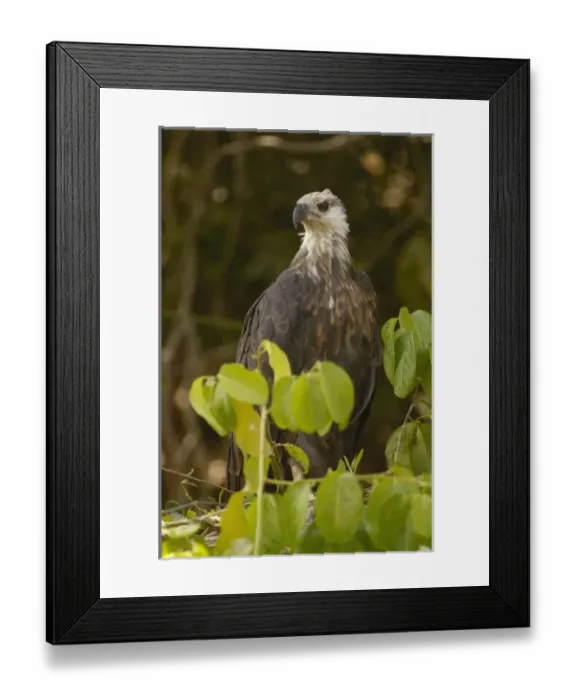 Framed Print : Africa, Madagascar Framed Print : Africa, Madagascar
