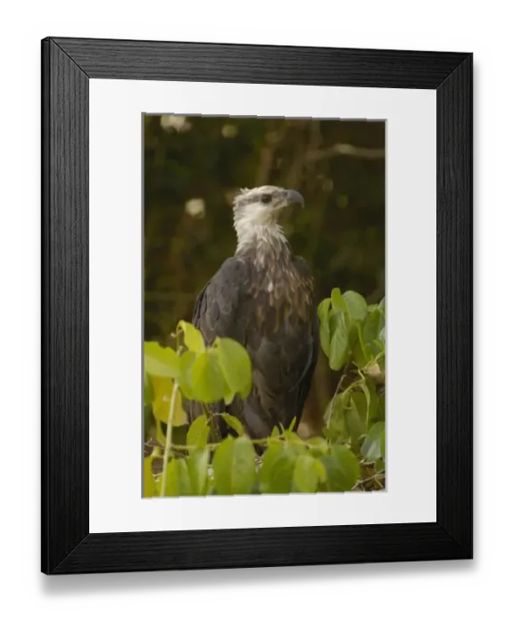 Framed Print : Madagascar fish eagle Framed Print : Madagascar fish eagle