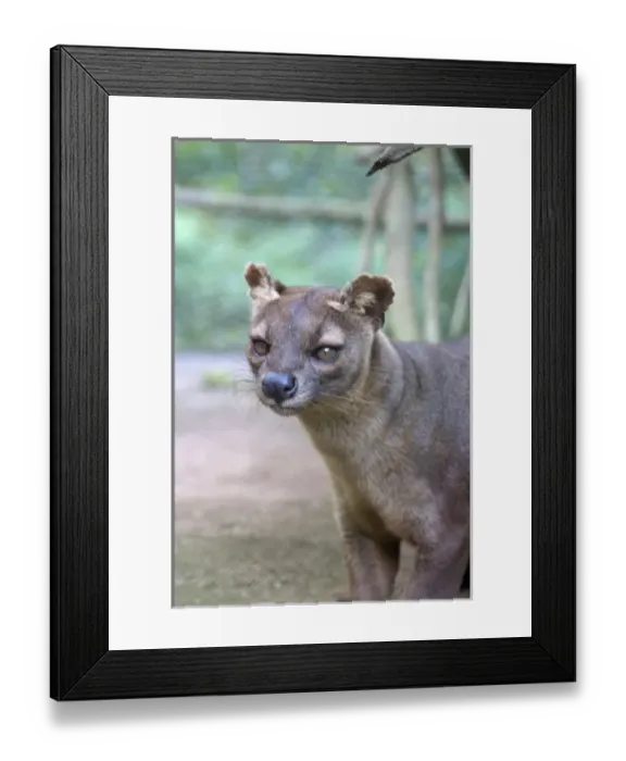 Framed Print : The Largest carnivore in Madagascar, related to a mongoose Framed Print : The Largest carnivore in Madagascar, related to a mongoose