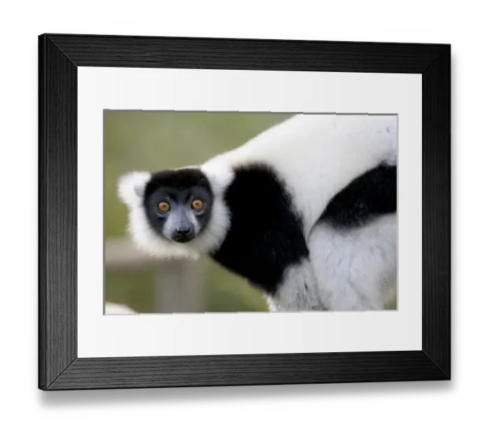 Framed Print : Black and White Ruffed lemur at Vakona Forest Lodge in Andasibe Madagascar Framed Print : Black and White Ruffed lemur at Vakona Forest Lodge in Andasibe Madagascar