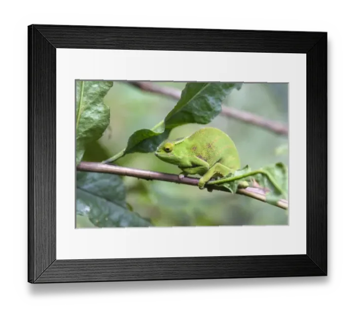 Framed Print : Africa, Madagascar Framed Print : Africa, Madagascar