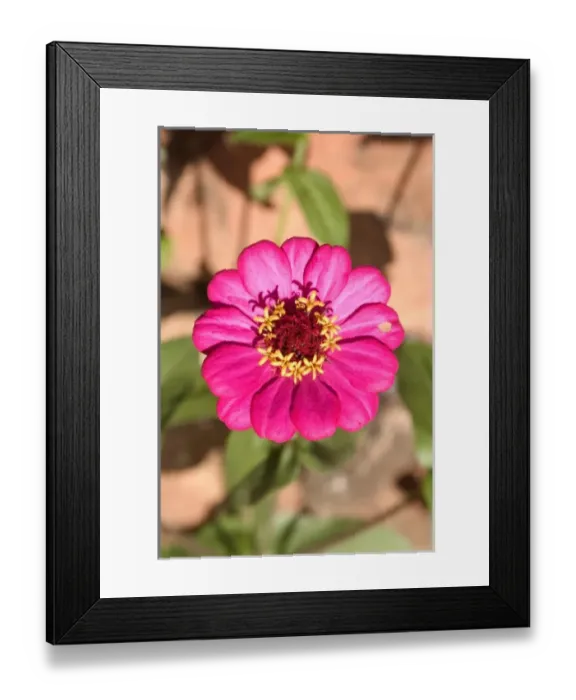 Framed Print : Madagascar, Zinnia Framed Print : Madagascar, Zinnia