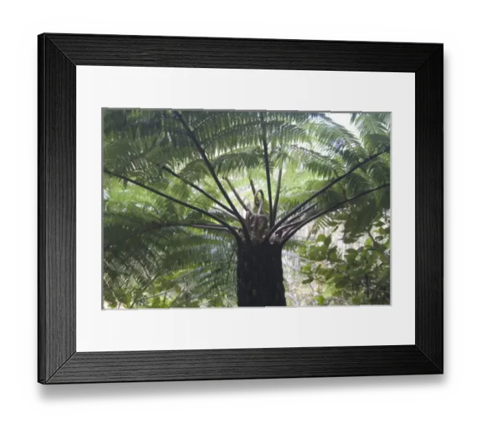 Framed Print : Tree Fern, Vakona Forest Lodge, Andasibe, Madagascar Framed Print : Tree Fern, Vakona Forest Lodge, Andasibe, Madagascar