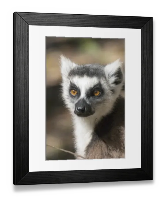 Framed Print : Africa, Madagascar Framed Print : Africa, Madagascar