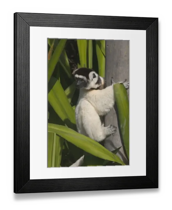Framed Print : Africa, Madagascar Framed Print : Africa, Madagascar