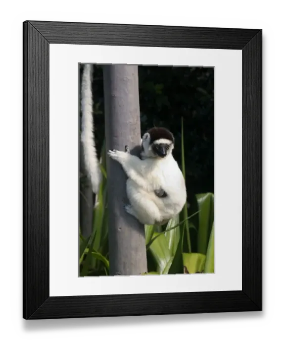 Framed Print : Verreauxs Sifakas at Nahampoana Reserve, Fort Dauphin, Madagascar Framed Print : Verreauxs Sifakas at Nahampoana Reserve, Fort Dauphin, Madagascar
