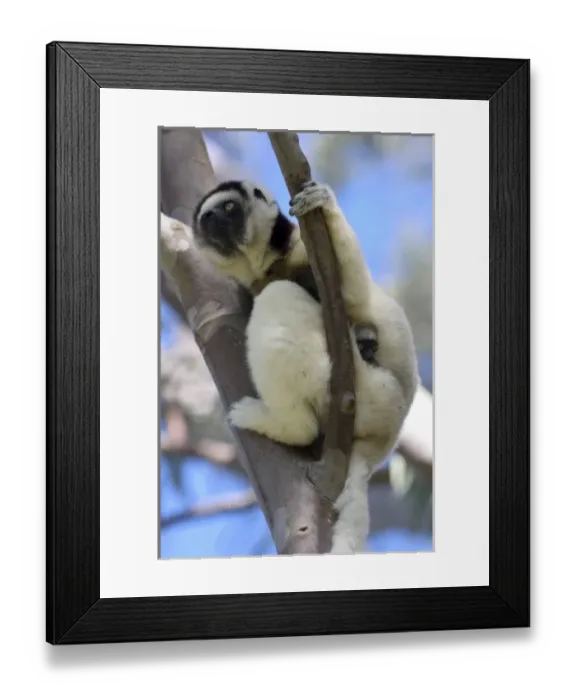 Framed Print : Mother and Baby Verreauxs Sifakas at Nahampoana Reserve, Fort Dauphin, Madagascar