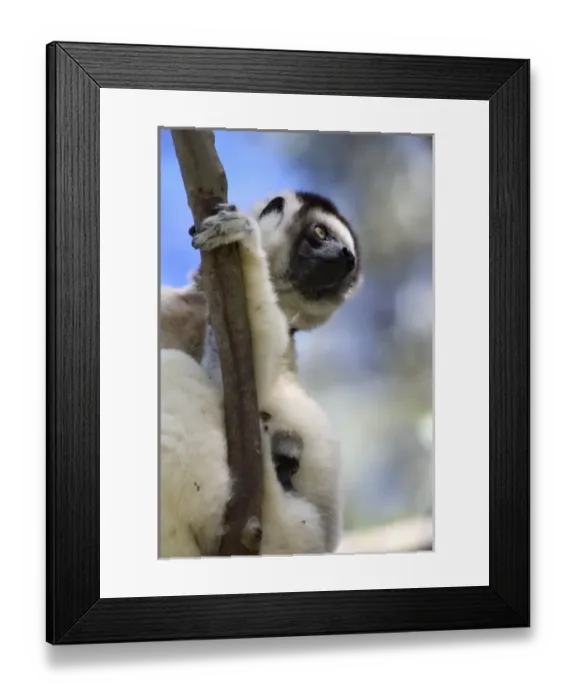Framed Print : Mother and Baby Verreauxs Sifakas at Nahampoana Reserve, Fort Dauphin, Madagascar