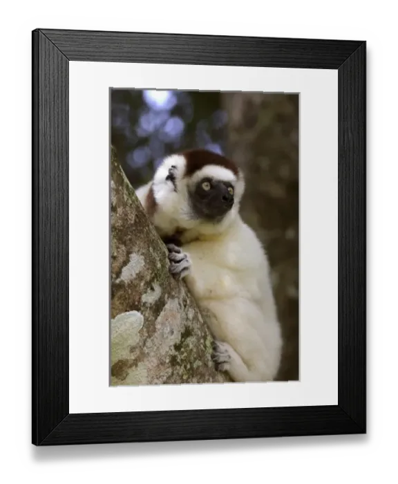 Framed Print : Africa, Madagascar Framed Print : Africa, Madagascar
