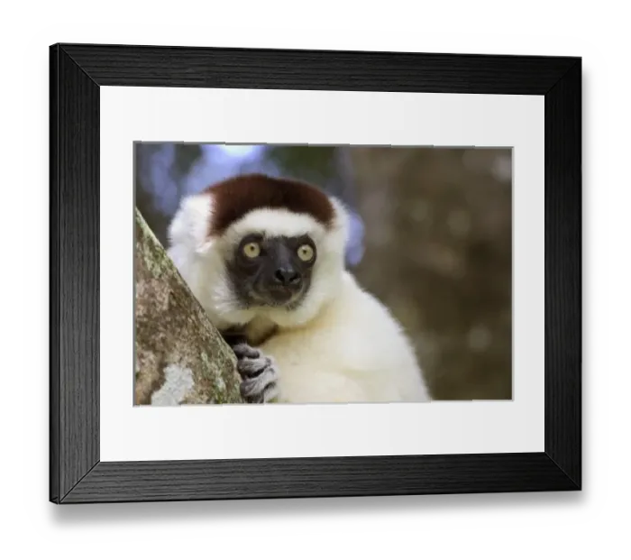 Framed Print : Lone Male Verreauxs Sifaka at the Nahampoana Reserve
