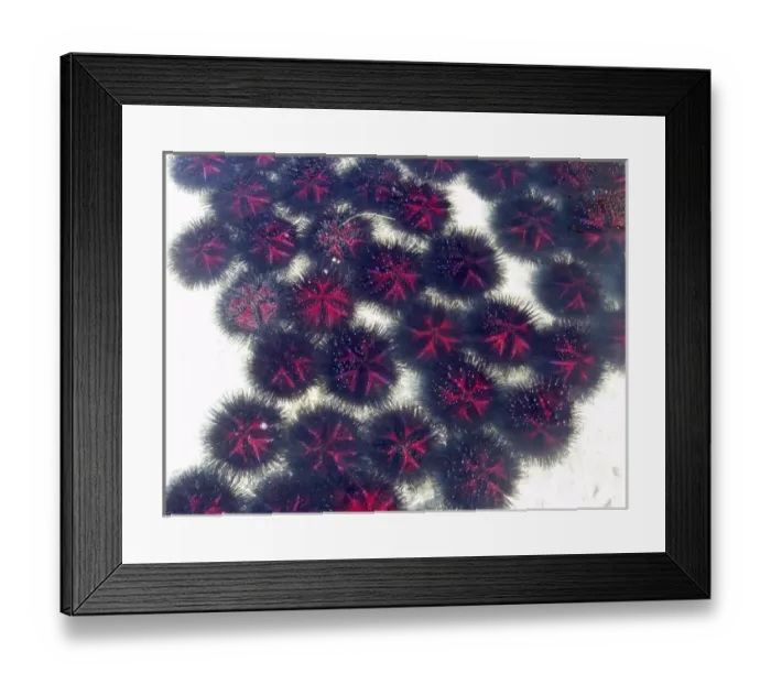 Framed Print : Sea urchins on sandy ocean floor. Sarodrano, Madagascar Framed Print : Sea urchins on sandy ocean floor. Sarodrano, Madagascar