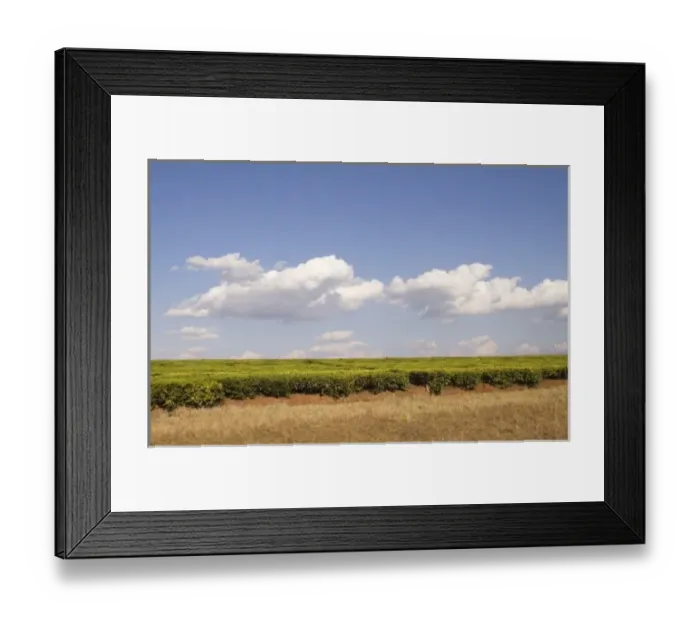 Framed Print : Africa, Malawi, Thyolo, Tea bushes growing on tea estate