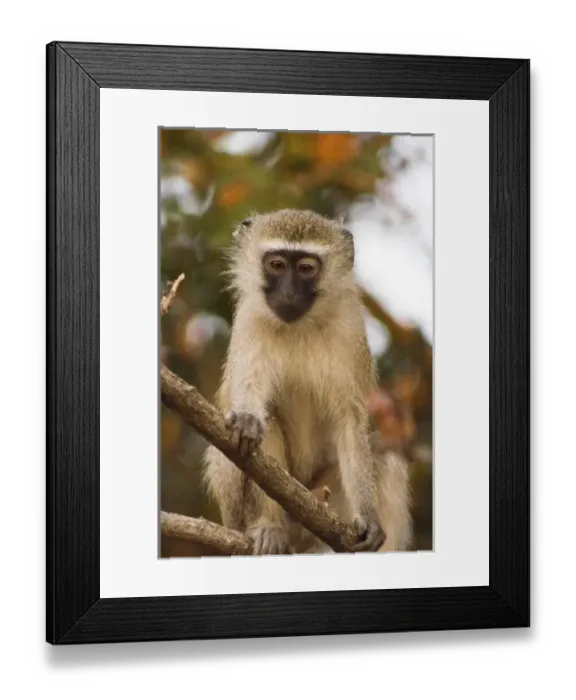 Framed Print : Africa, Malawi Framed Print : Africa, Malawi