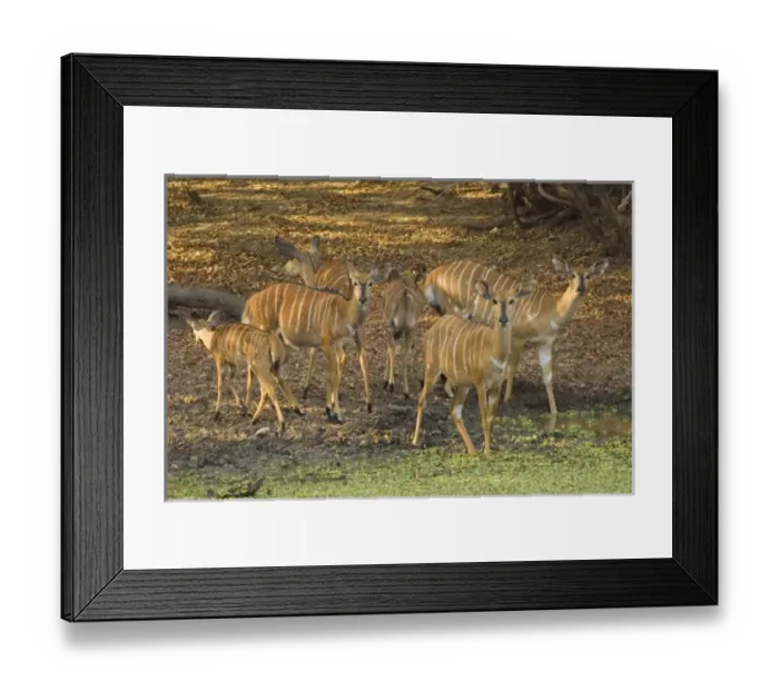 Framed Print : Africa, Malawi Framed Print : Africa, Malawi