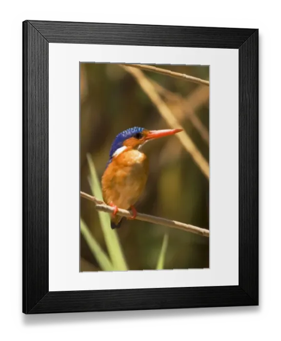 Framed Print : Africa; Malawi; Liwonde National Park; Malachite kingfisher sitting on branch Framed Print : Africa; Malawi; Liwonde National Park; Malachite kingfisher sitting on branch
