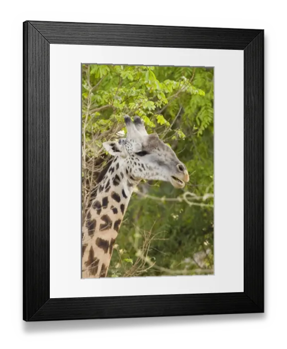 Framed Print : Africa, Malawi Framed Print : Africa, Malawi