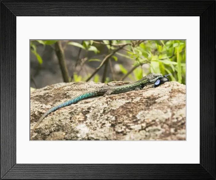 Framed Print : Africa, Malawi Framed Print : Africa, Malawi