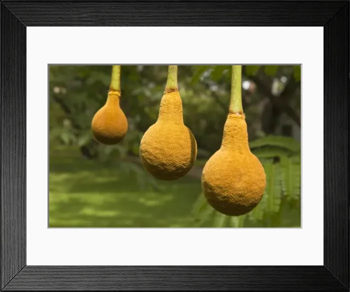 Framed Print : Africa, Malawi Framed Print : Africa, Malawi