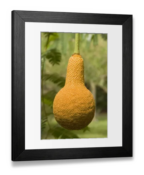 Framed Print : Africa, Malawi Framed Print : Africa, Malawi