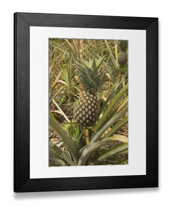 Framed Print : Africa, Malawi Framed Print : Africa, Malawi