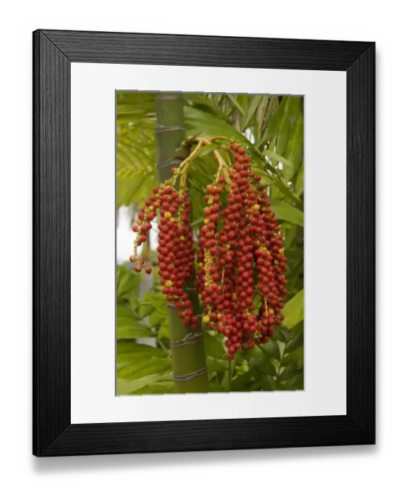 Framed Print : Africa; Malawi; Mangochi; Lake Malawi; Date palm tree with fruit at Club Makakola Framed Print : Africa; Malawi; Mangochi; Lake Malawi; Date palm tree with fruit at Club Makakola
