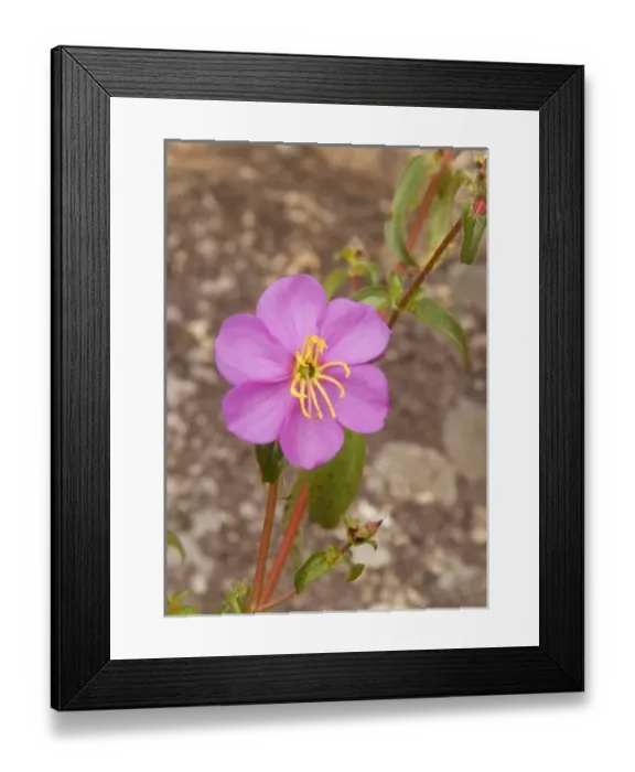 Framed Print : Africa; Malawi; Mt Mulanje; Pink flower on Mt. Mulanje